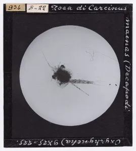 Zoea of Carcinus maenas (Decapoda Oxyrhyncha) magnified under the microscope