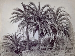 Bordighera Collection: Partial view of a small garden with palm trees