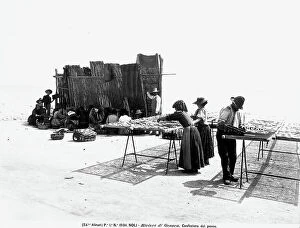 Savona Collection: The preparation of fish near Noli, Province of Savona. The image shows some women preparing fish
