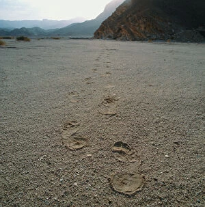 Images Dated 17th October 2011: Sinai: human footprints on the sand at the layer of the Rocky Mountains of Sinai