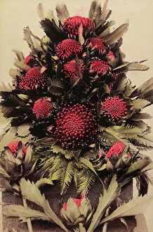 Images Dated 17th September 2014: 'Wild flowers and animals of Australia': composition of waratah (telopea) flowers