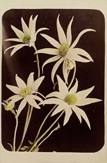 Images Dated 17th September 2014: 'Wild flowers and animals of Australia': 'flannel flower'