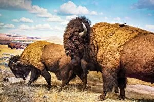 Buffalo Collection: New York City, American Museum of Natural History, American Bison exhibit