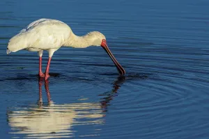 African Spoonbill Feeding Print, Madikwe Game Reserve