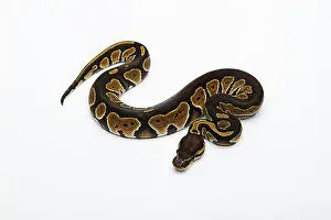 Prints of Black Head Double Het Albino Ghost Ball Python or Royal Python (Python regius), female Ball Python Prints: Black Head Double Het Albino Ghost Ball Python Print