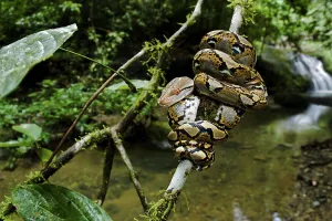 Reticulated Python Prints: Close up of juvenile reticulated python (Python reticulatus) resting on sapling