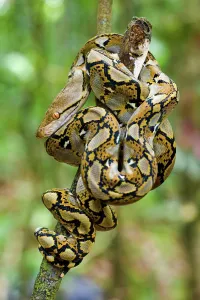 Reticulated Python Prints: Close-up of juvenile reticulated python (Python reticulatus) resting on sapling
