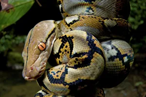 Reticulated Python Prints: Close-up of juvenile reticulated python (Python reticulatus) resting on sapling