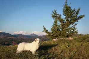 High-Grass Great Pyrenees Mountain Landscape Print