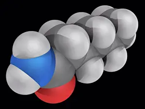 Images Dated 11th May 2012: Hexanamide capronamide molecular model print