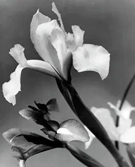 Close Up Iris Flower Prints: Iris