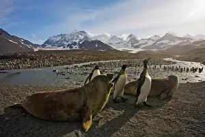 St Andrews Prints: King Penguin Print with Elephant Seal Pups, St. Andrews Bay