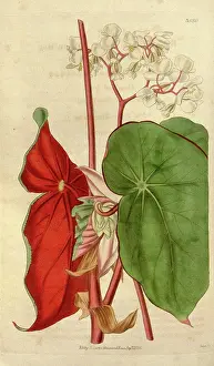 Antique Botanical Artwork Prints: License this image at https://www