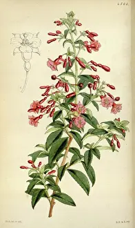 Antique Botanical Illustration Prints: License this image at https://www