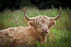 Highland Cow Print Scotland Moray Elgin