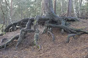 Sweden Prints: Aerial Roots in a Pine Tree Forest Print, Ystad, Sweden