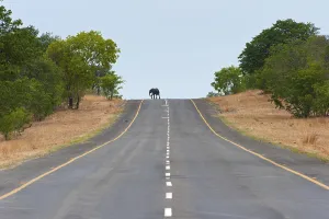 African elephant (Loxodonta africana)