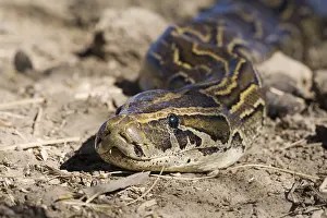 Prints of African Rock Python (Python sebae) on ground, Djoudj National Park, Senegal Related Prints: African Rock Python Print on Ground, Djoudj National Park