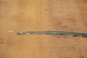 African Rock Python Prints: African rock python (Python sebae) on a red sand track