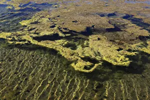 Salt Production In Spain Prints: Algae in the crystallisation pool