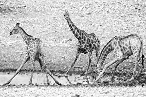 Angolan giraffe (Giraffa angolensis)