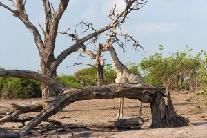 Angolan giraffe (Giraffa angolensis)