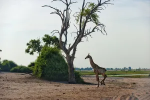 Angolan giraffe (Giraffa angolensis)