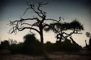 Angolan giraffe (Giraffa angolensis)