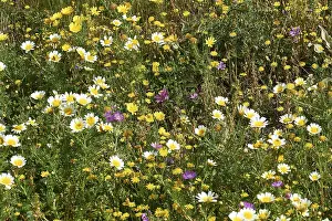 Greek Island Photography Prints: Aptera, spring, spring meadows