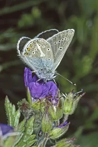 Prints of Aricia eumedon, Eumedonia eumedon, black-brown blue, stork-billed blue, stork-billed blue on stork-billed flower, geranium Related Prints: Aricia eumedon Print on Stork-billed Flower