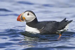 Atlantic Puffin (Fratercula arctica)