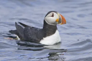 Atlantic Puffin (Fratercula arctica)