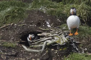 Atlantic Puffin (Fratercula arctica)
