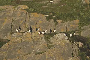 Atlantic Puffin (Fratercula arctica)