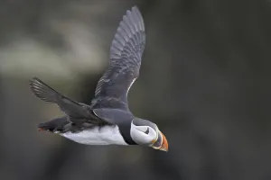 Atlantic Puffin (Fratercula arctica) flying