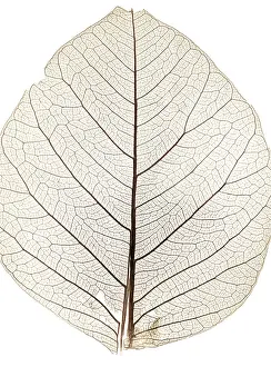 Detailed Plant Sections Prints: Background from tree leaf close up