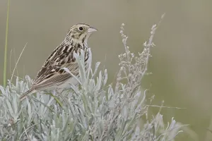 Baird's Sparrow (Ammodramus bairdii)