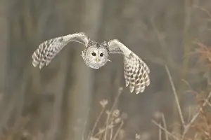 Barred Owl (Strix varia) flying
