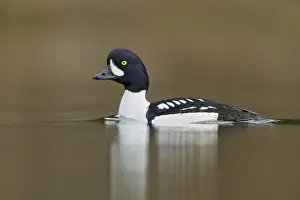 Barrow's Goldeneye (Bucephala islandica) male