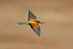 European Bee Eater Prints: Bee-eater (Merops apiaster) flying