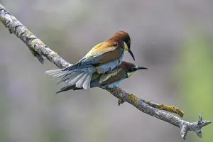 Prints of Bee-eater (Merops apiaster), mating, Rhineland-Palatinate, Germany Bee Eater Prints: Mating Bee-eater (Merops apiaster) Print, Germany