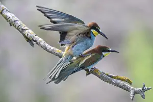 Prints of Bee-eater (Merops apiaster), mating, Rhineland-Palatinate, Germany Bee Eater Prints: Bee-eater (Merops apiaster) Print, Germany