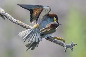 Prints of Bee-eater (Merops apiaster), mating, Rhineland-Palatinate, Germany Bee Eater Prints: Mating Bee-eater Print, Rhineland-Palatinate, Germany