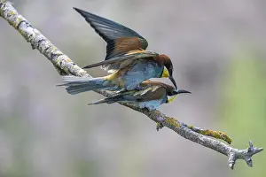 Prints of Bee-eater (Merops apiaster), mating, Rhineland-Palatinate, Germany Bee Eater Prints: Bee-eater (Merops apiaster) Print, Germany