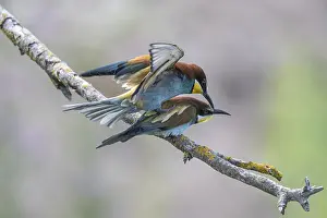 Prints of Bee-eater (Merops apiaster), mating, Rhineland-Palatinate, Germany Bee Eater Prints: Bee-eater (Merops apiaster) Print, Rhineland-Palatinate, Germany