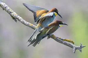 Prints of Bee-eater (Merops apiaster), mating, Rhineland-Palatinate, Germany Bee Eater Prints: Mating Bee-eater (Merops apiaster) Print, Germany