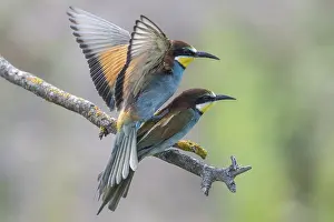 Prints of Bee-eater (Merops apiaster), mating, Rhineland-Palatinate, Germany Bee Eater Prints: Mating Bee-eater Print, Rhineland-Palatinate, Germany
