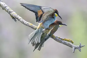 Prints of Bee-eater (Merops apiaster), mating, Rhineland-Palatinate, Germany Bee Eater Prints: Bee-eater (Merops apiaster) Print, Germany