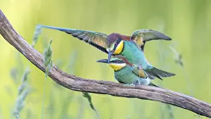Prints of Bee-eater (Merops apiaster) pair, mating, male, female, new residents in Saxony-Anhalt, vibrant colours, approaching, in flight, spreading its wings, foraging, with food in its beak Bee Eater Prints: Bee-eater Pair in Flight Print, Saxony-Anhalt, Germany
