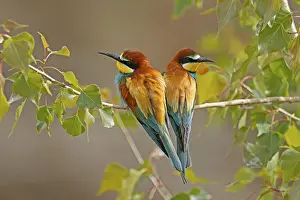 Deserted Tree Branches Germany Prints: Bee-eater (Merops apiaster) sitting on a branch
